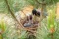 Raven bird feeding nestlings / YavrularÃÂ± besleyen karga Royalty Free Stock Photo